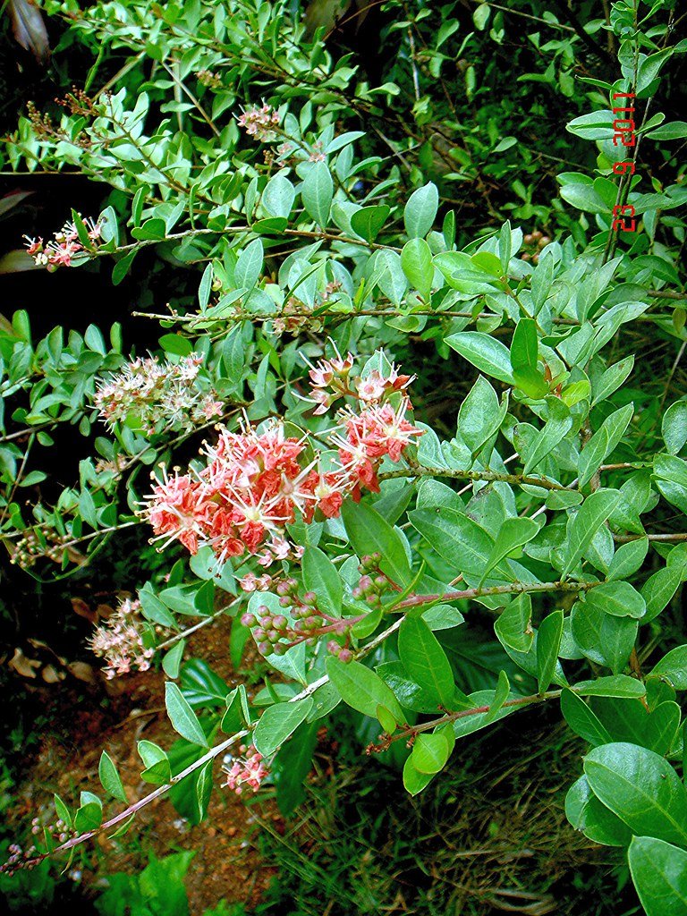 Lawsonia inermis